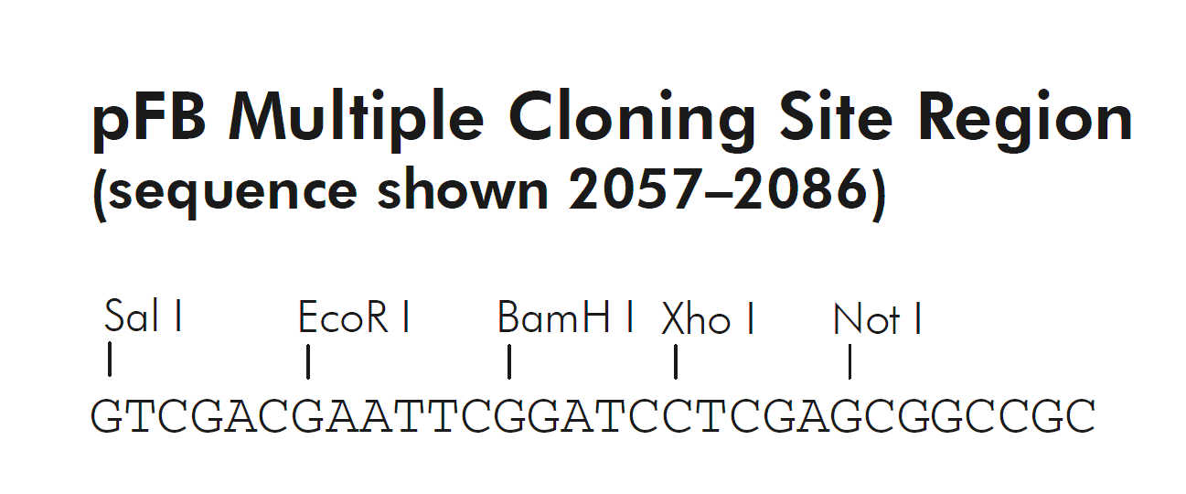 pFB 多克隆位点 点击看大图 pFB 多克隆位点